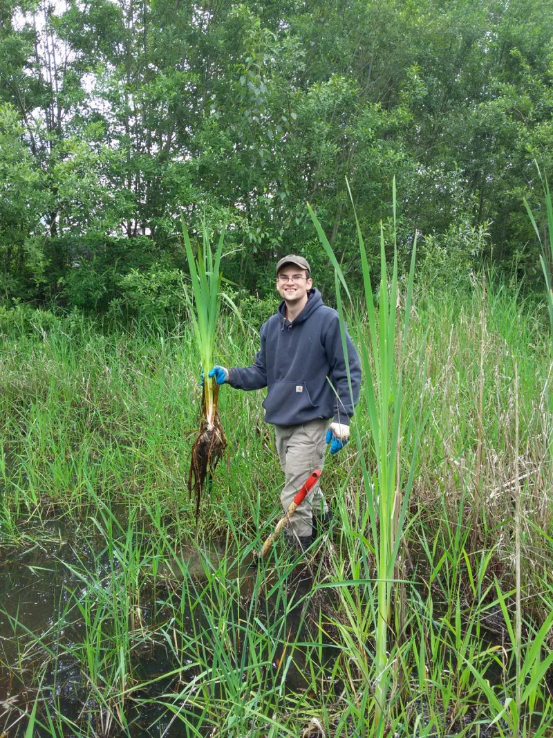 Geoffrey Niven, member of the LEPS Wetland Crew, works to remove yellow flag iris from public lands. Yellow flag iris can damage wetland habitats – blocking water flow and crowding out native species. (Photo: Langley Environmental Partners Society)