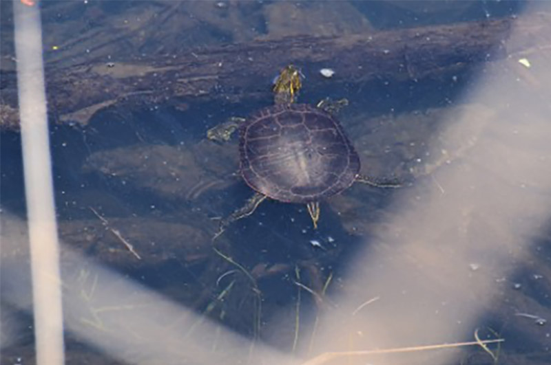 The Western painted turtle is one species that benefits from the habitat being created and improved by this project. (Photo: Cheyenne Bergenhenegouwen)