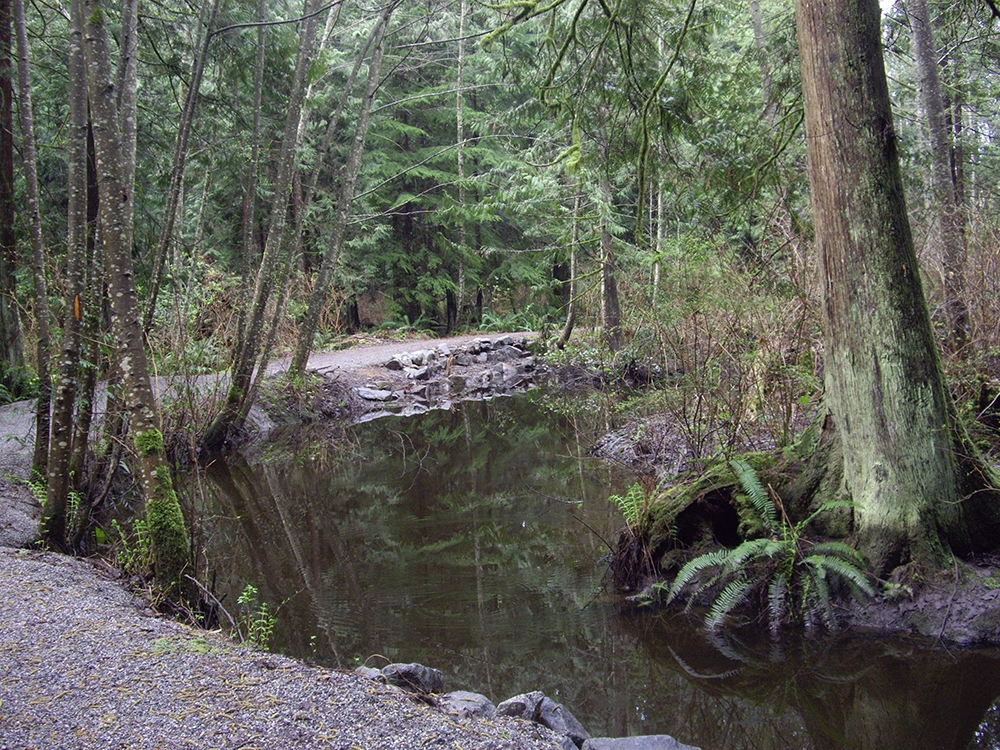 pond filled with ferns and mosses, surrounded by a sloping gravel path