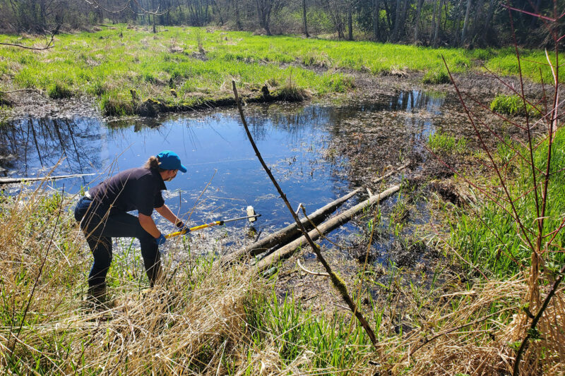 To learn more about the health of a wetland, the LEPS Wetland Crew collects water samples to test for environmental DNA (“eDNA”) to check the number and type of species (bugs) present in the water. (Photo: Langley Environmental Partners Society)